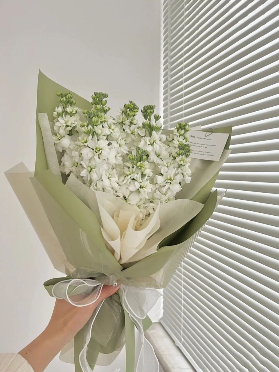 每日一花|白色紫罗兰 白色紫罗兰花语:清凉舒爽,忠诚的心和抓住幸福