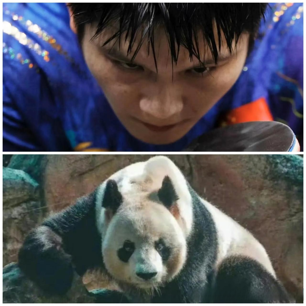 樊振东与熊猫的适配度 除了可可爱爱的很像,这种压迫性十足的也很像呀