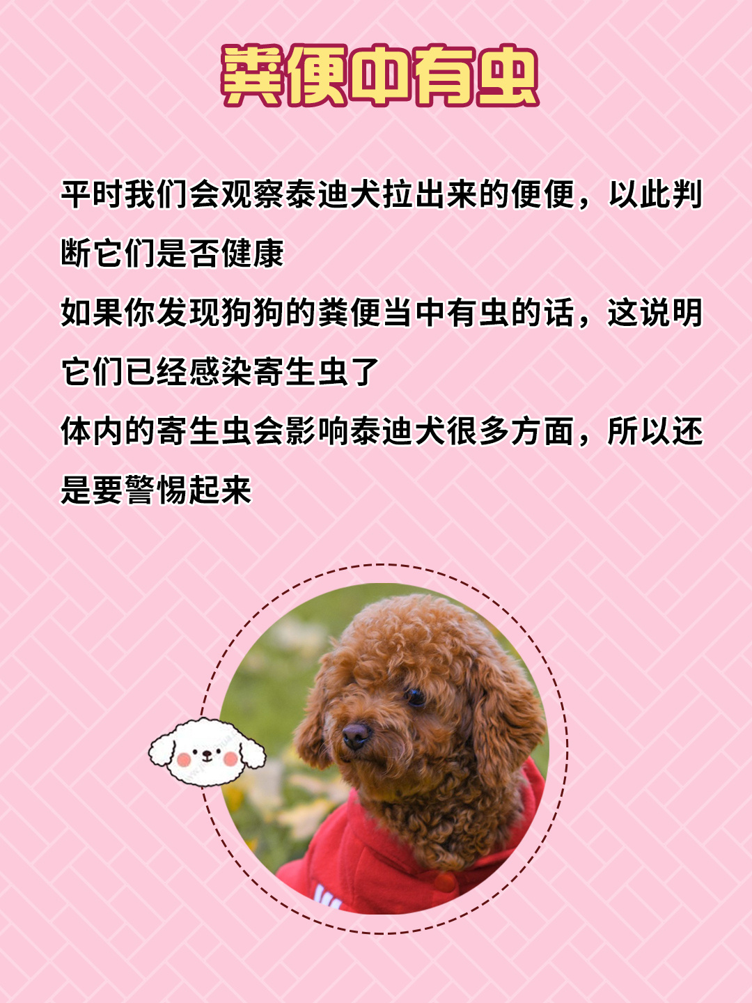 泰迪犬正常便便图图片