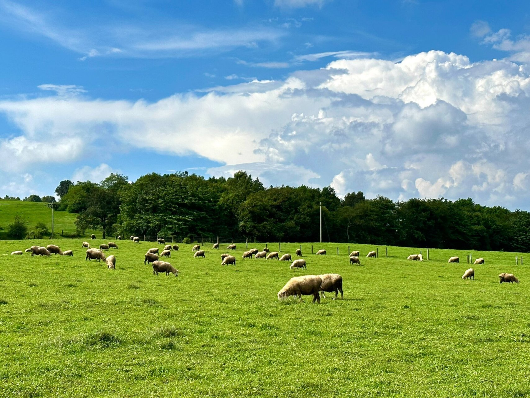 昆明周边绝美草场丨寻甸牧场 99导航丨寻甸牧场/寻甸青青草原营地