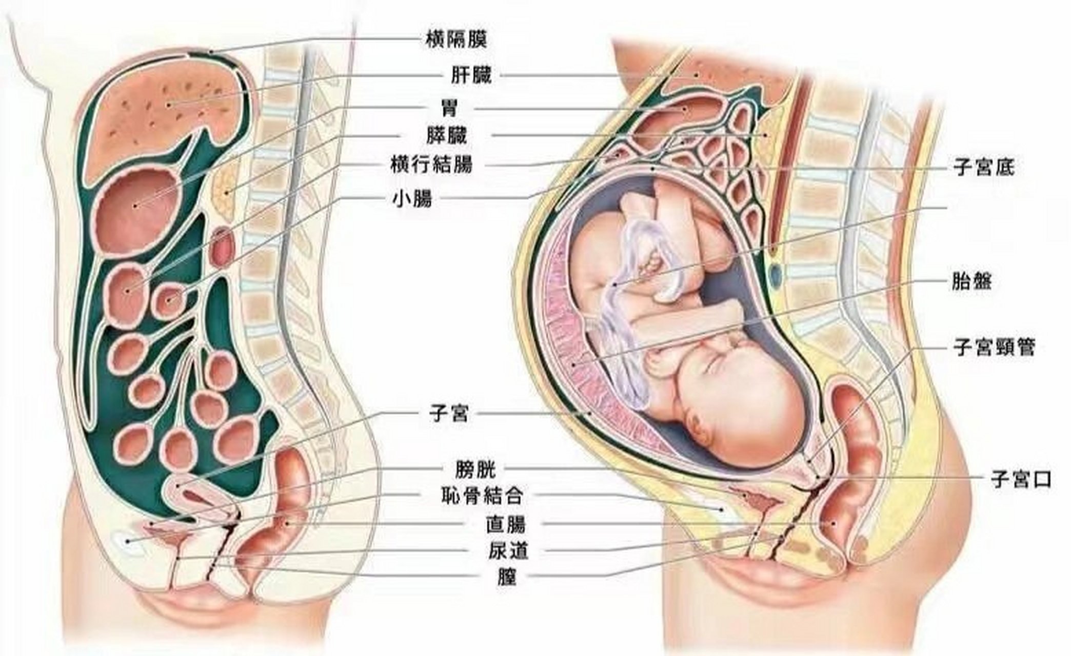 孕妇内部器官结构图图片