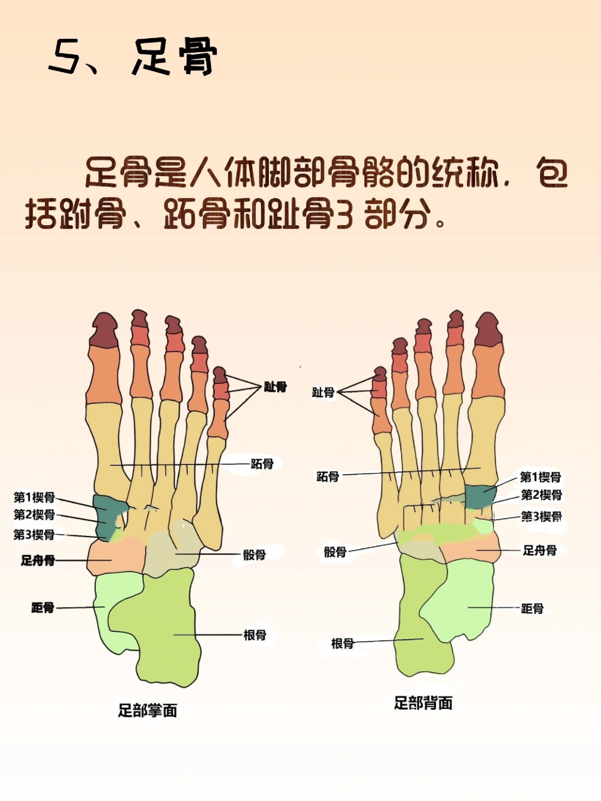 小腿巨骨位置图片