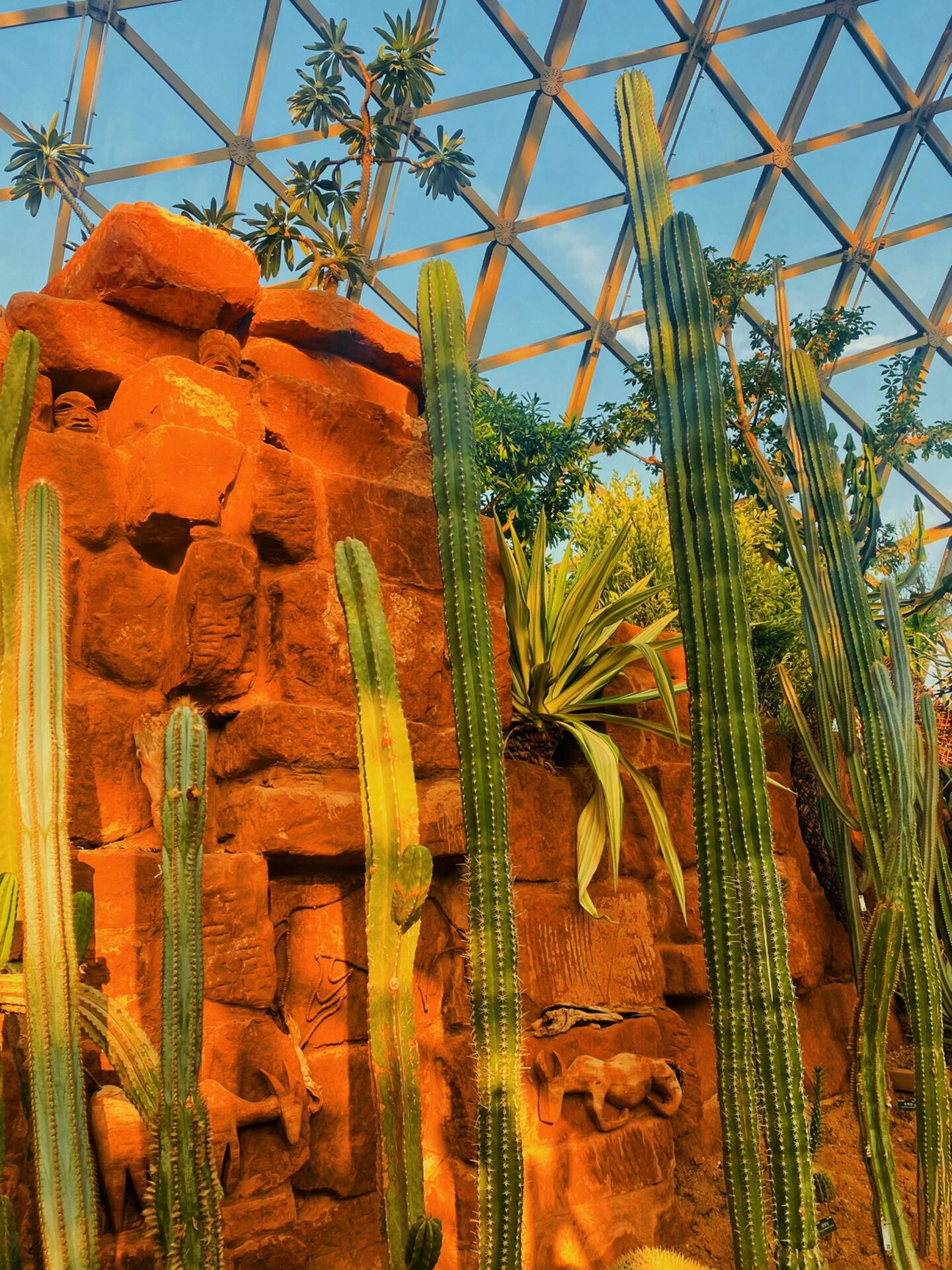 上海辰山植物园游览攻略,仿佛身在热带雨林