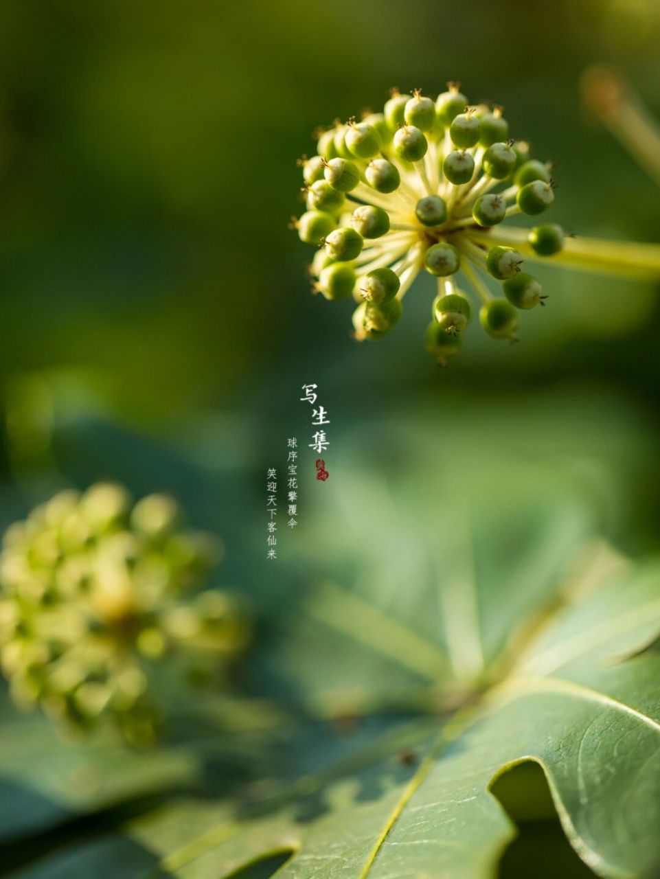 八角金盘|摄影|冬日写生 球序宝花擎覆伞, 笑迎天下客仙来.