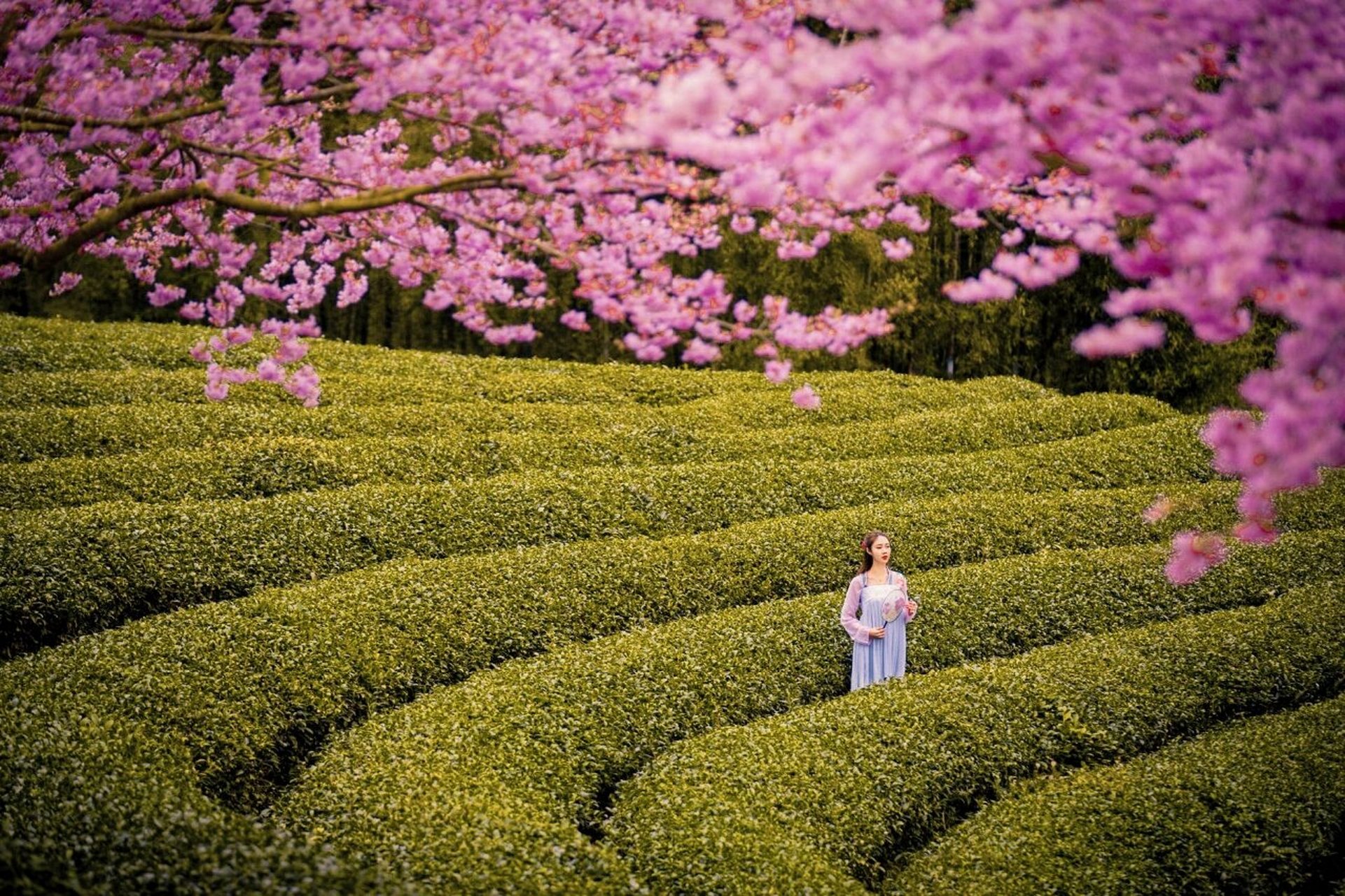 国内最美赏樱圣地丨漳平永福樱花园行摄攻略 漳平永福的樱花园,有"三