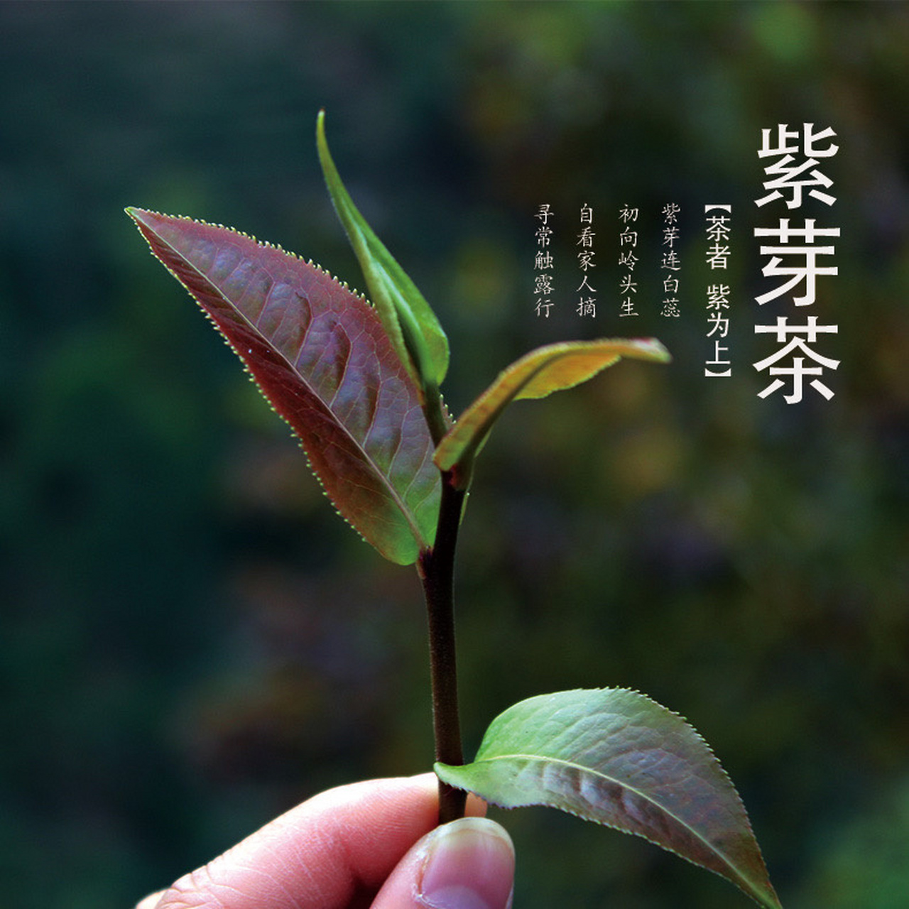 饮用后有什么好处? 紫芽茶是按茶青原料幼嫩芽叶的颜色特点命名的茶.