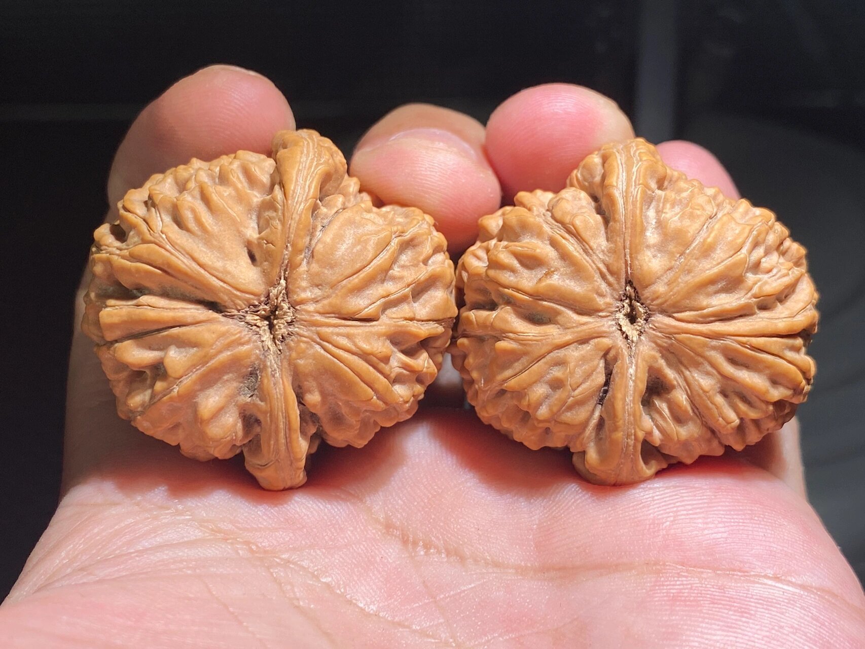 老款水龙纹狮子头优缺点! 今天给大家介绍一款水龙纹狮子头 这个核桃