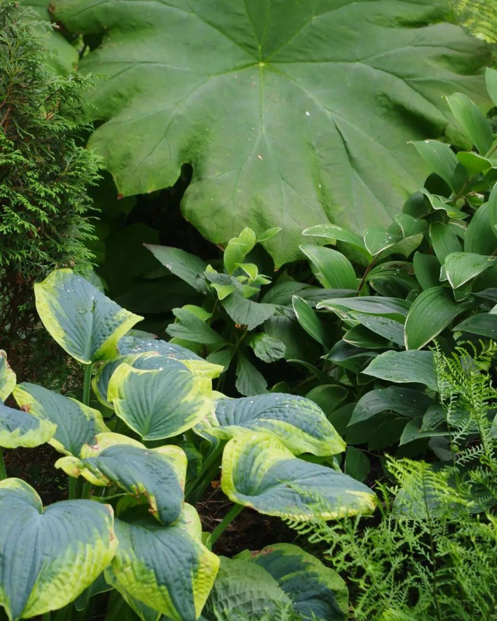 植物大赏|大叶子 大叶子astilboides tabularis是虎耳草科的多年生
