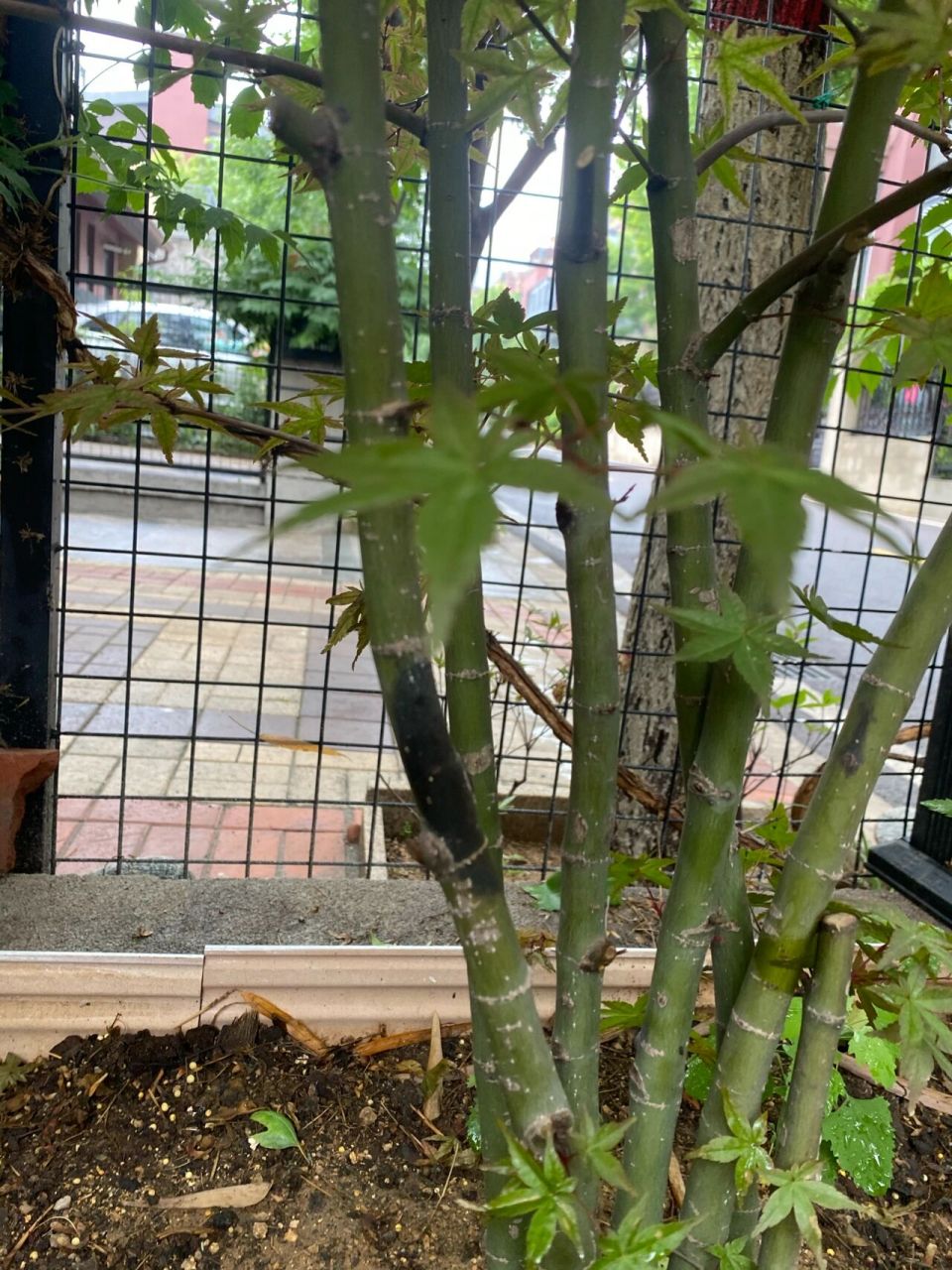 枫树黑杆了,怎么办