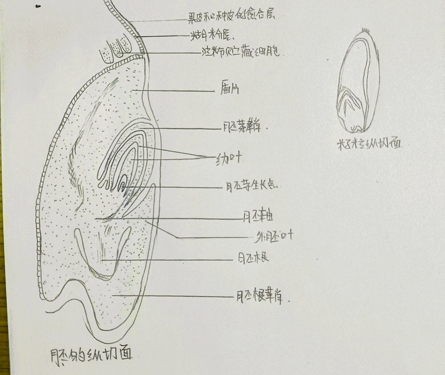 玉米胚纵切图结构名称图片