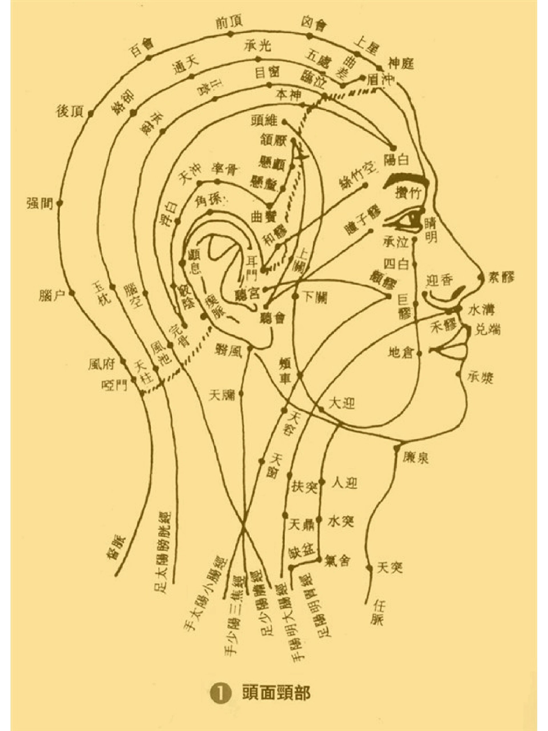 头部经络全息反射图图片