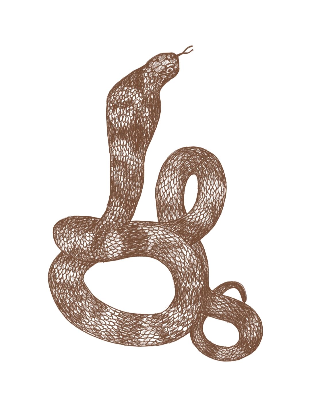 眼镜王蛇  大吹风蛇动物插画素描