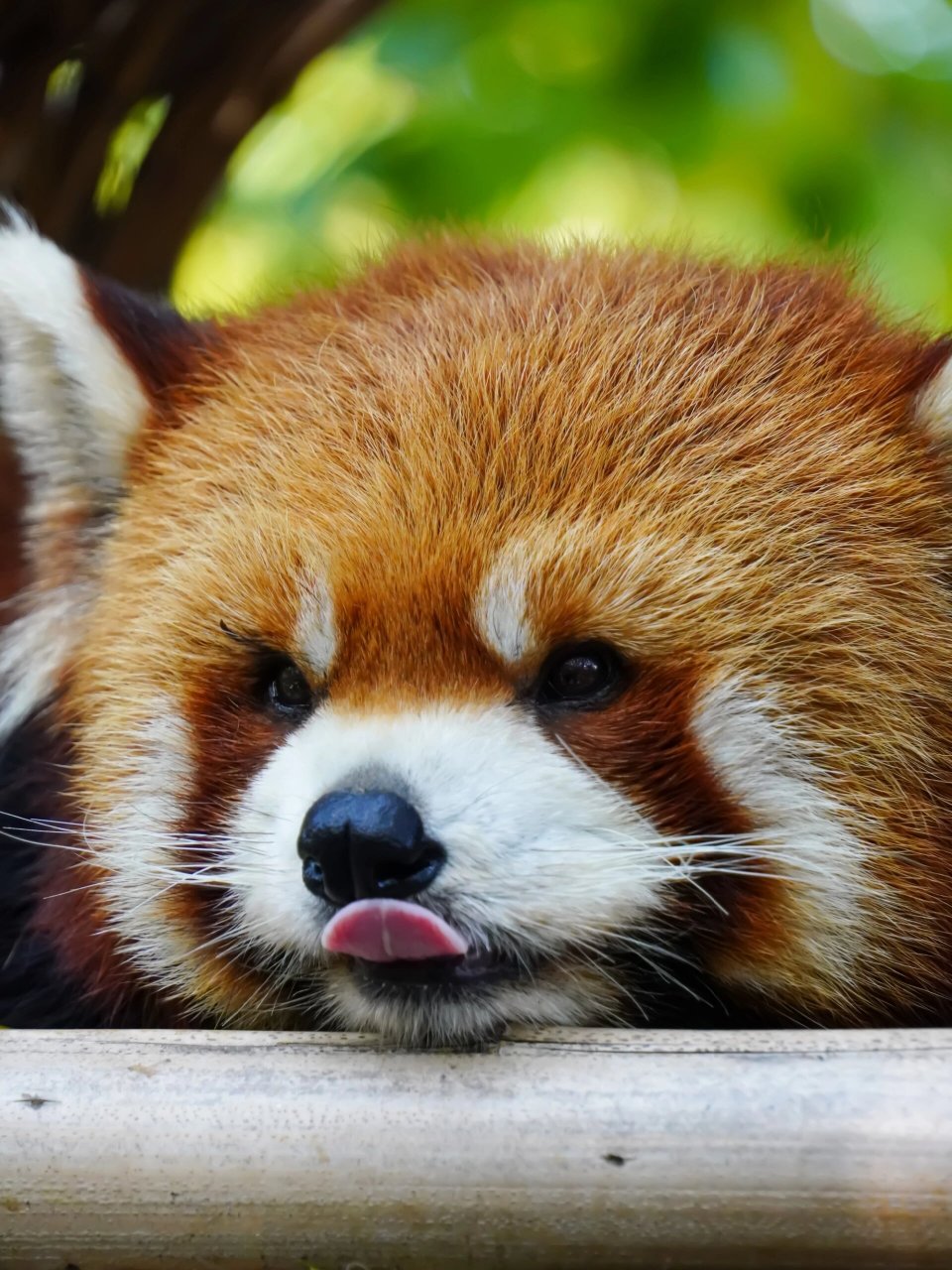 北京野生动物园里萌翻天的小熊猫 如果将全球的萌物进行一次排行,小