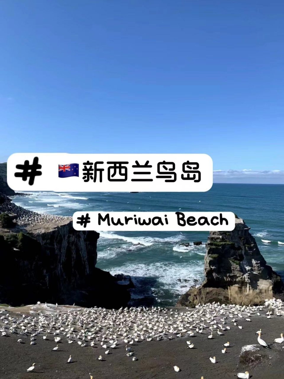 新西兰鸟岛—muriwai beach 74鸟岛位于奥克兰西海岸,从市区开车40
