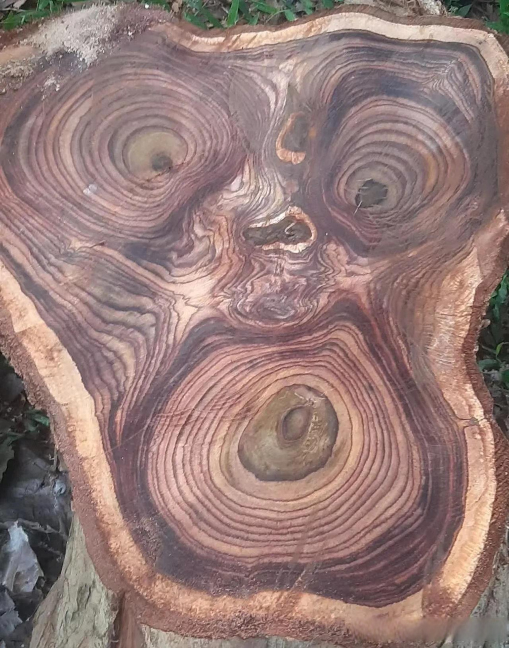 印尼黑酸枝阔叶黄檀原木,一木三芯,神奇的大自然!红木