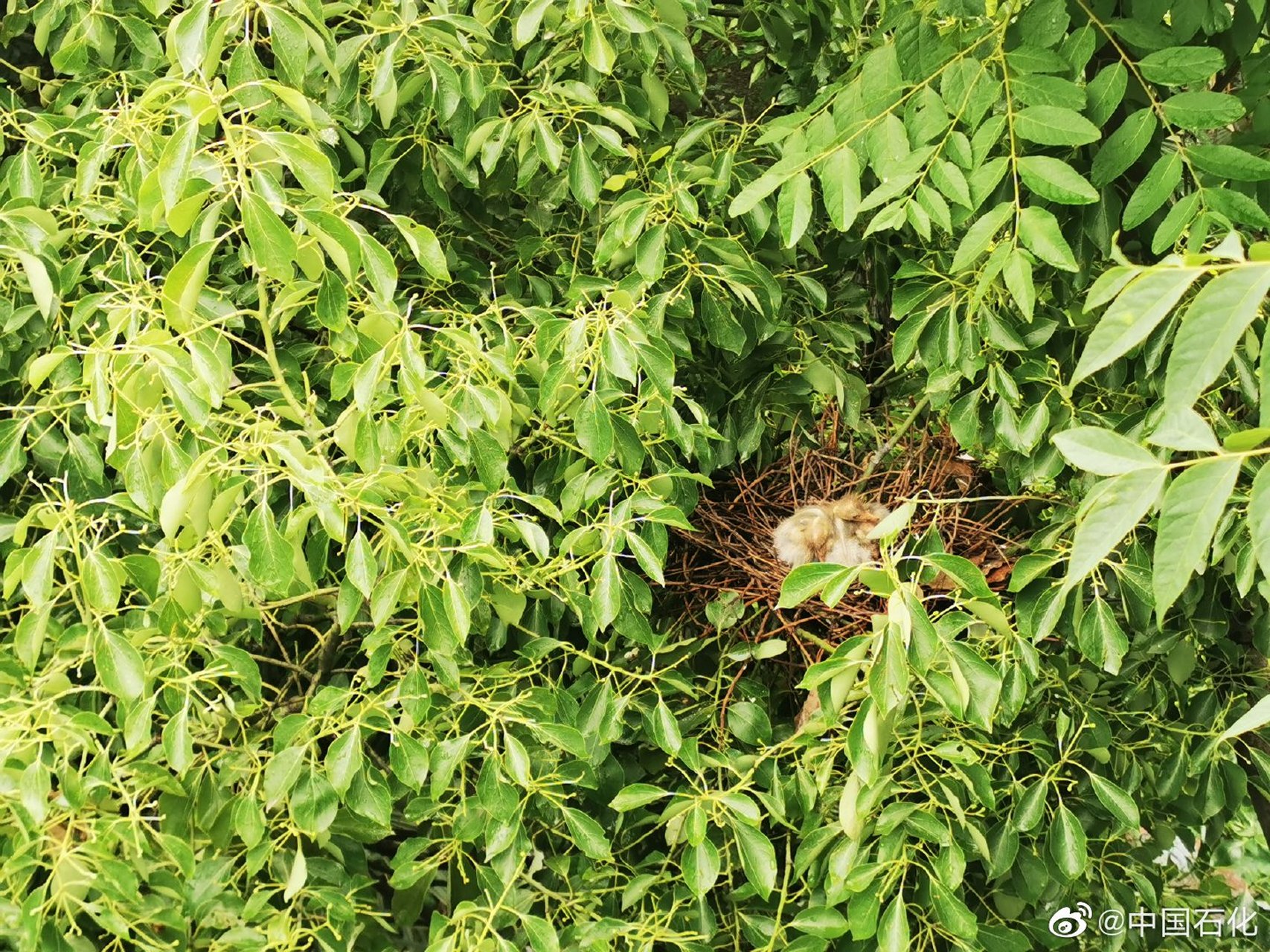 【镇海炼化小白鹭破壳啦】上个月看到的鸟蛋,现在已经成小白鹭啦~好