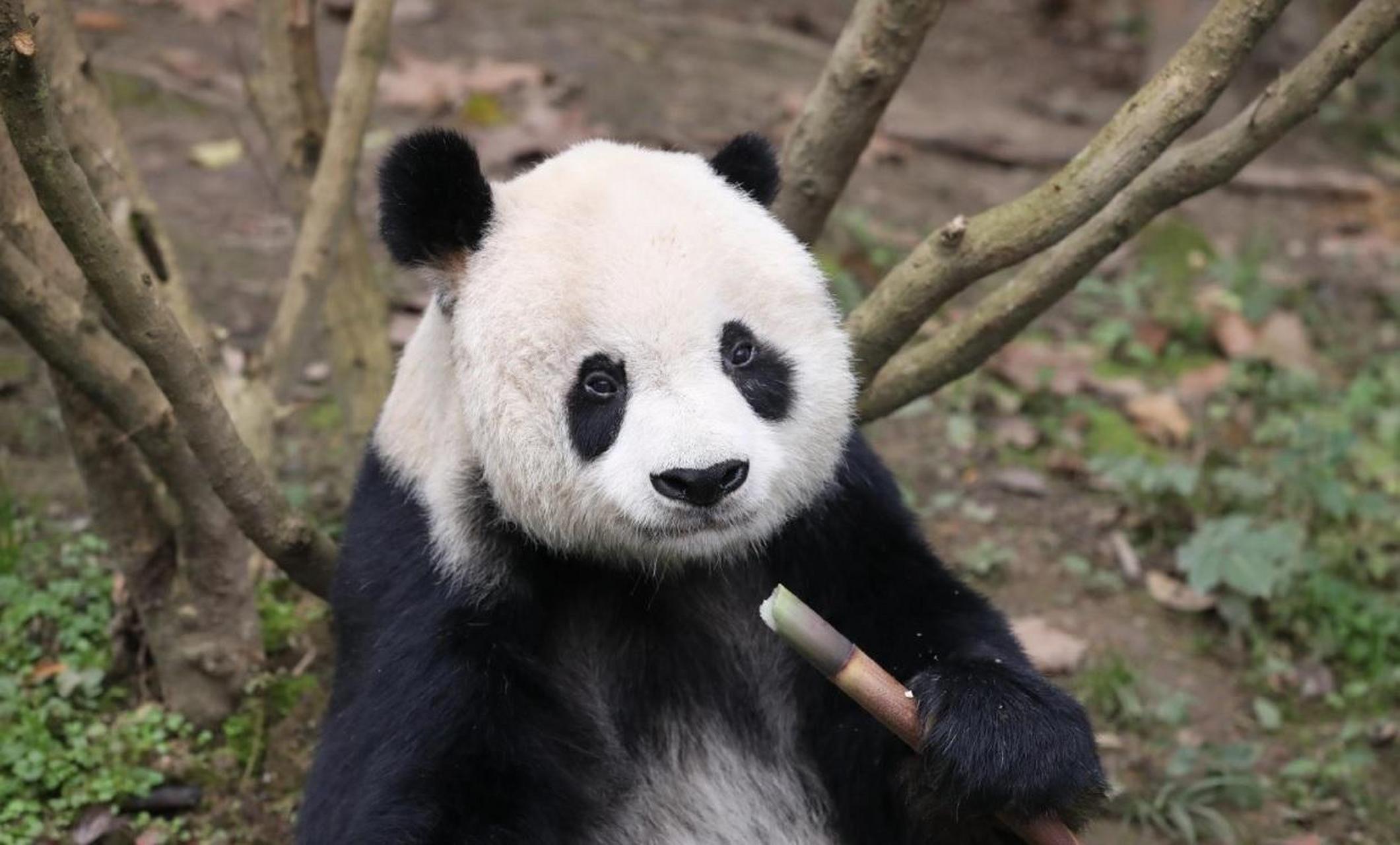 大熊猫高高这天有点不高兴,因为奶爸没有给它送来新鲜的大笋笋.