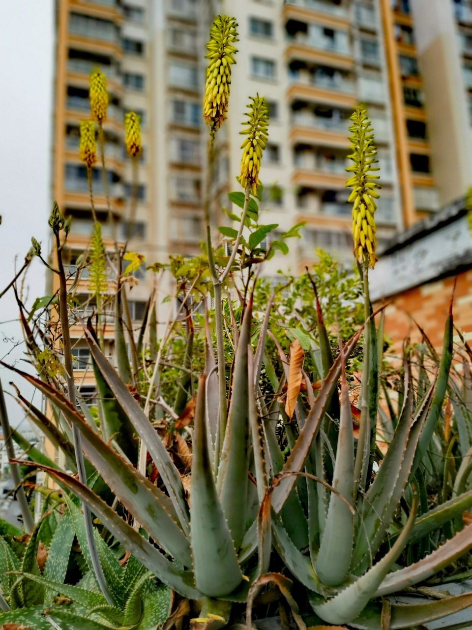 芦荟开花很少见,古诗中,芦荟开花很少见,古诗中曾有"浅薄月季频出镜