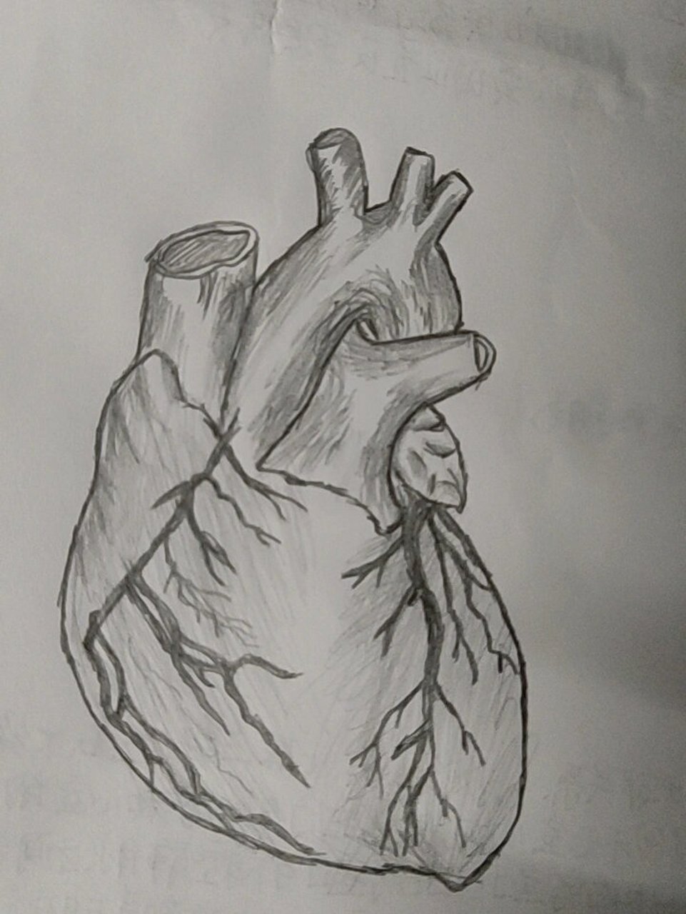 手绘心脏外形简图