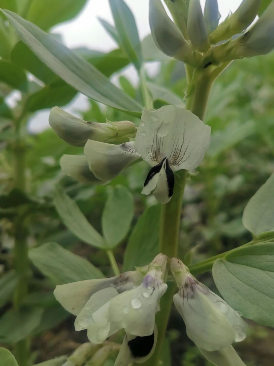 豌豆花真的太美了,蚕豆花有点酷,图三的花是懂几何的.