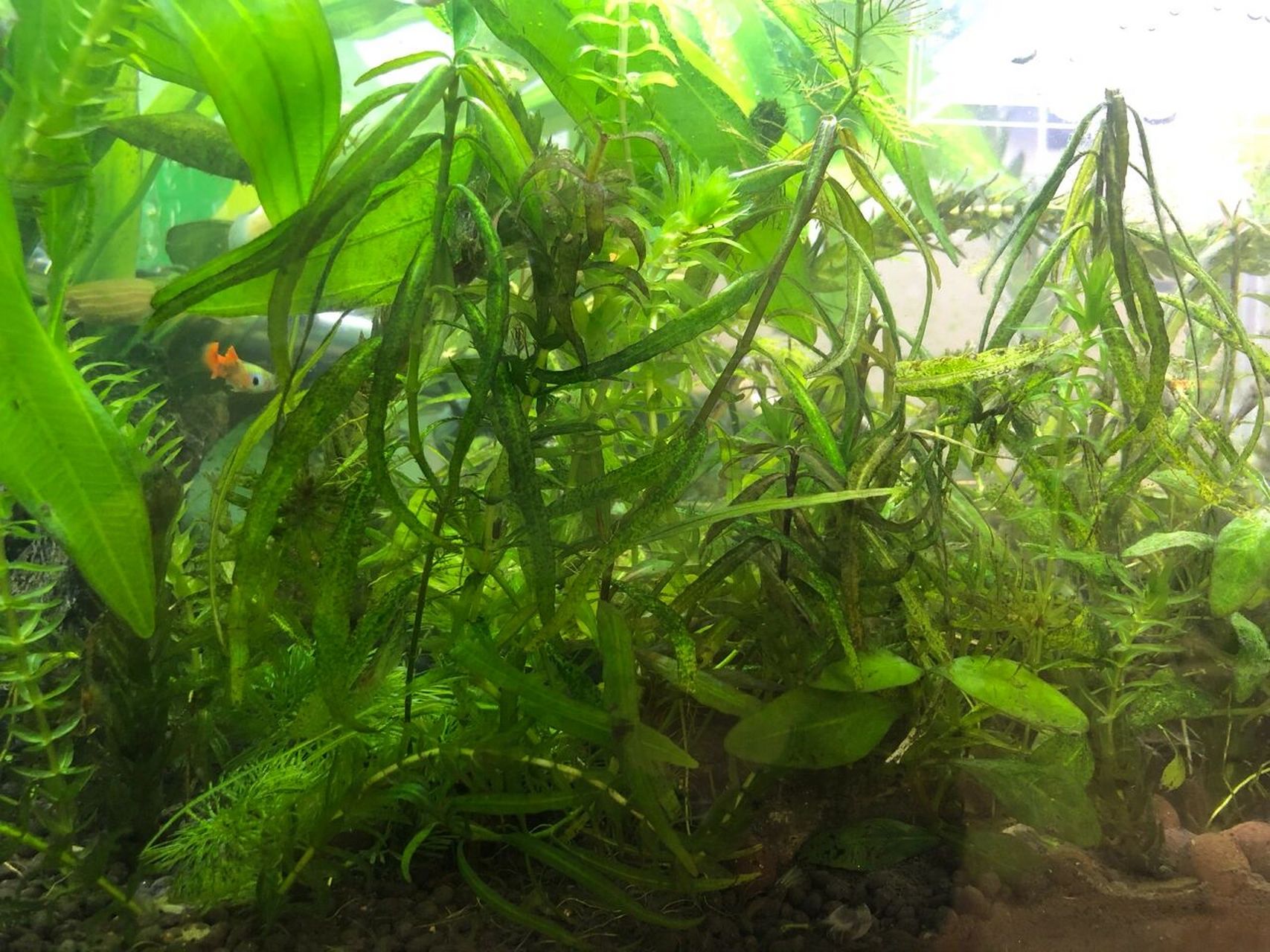 水草发黑 为什么水草会发黑,发黑的部分还能抠掉,求大神指点