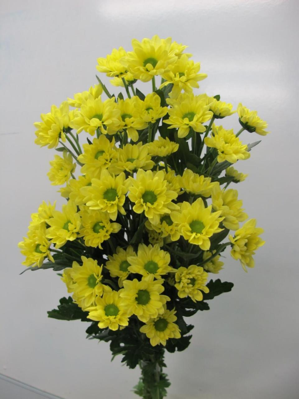 小雏菊花语,寓意 ,种植注意事项 	 雏菊是一种在中国有着悠久历史的花