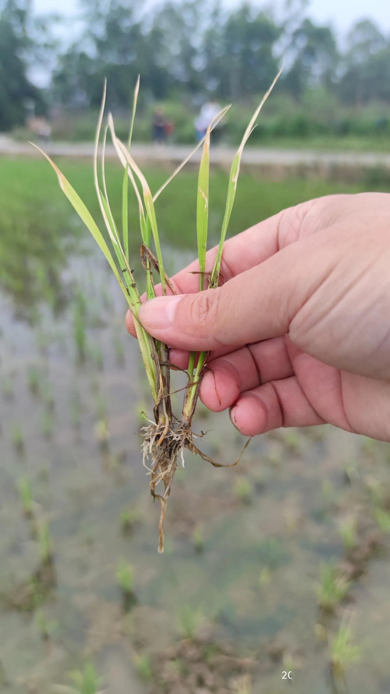 水稻坐兜是指水稻在生长过程中,植株基部节间缩短,分蘖少,植株