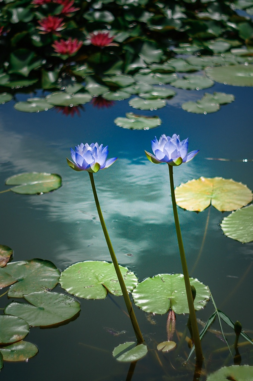 光影下的睡莲亭亭玉立如灯盏,氛围感十足.