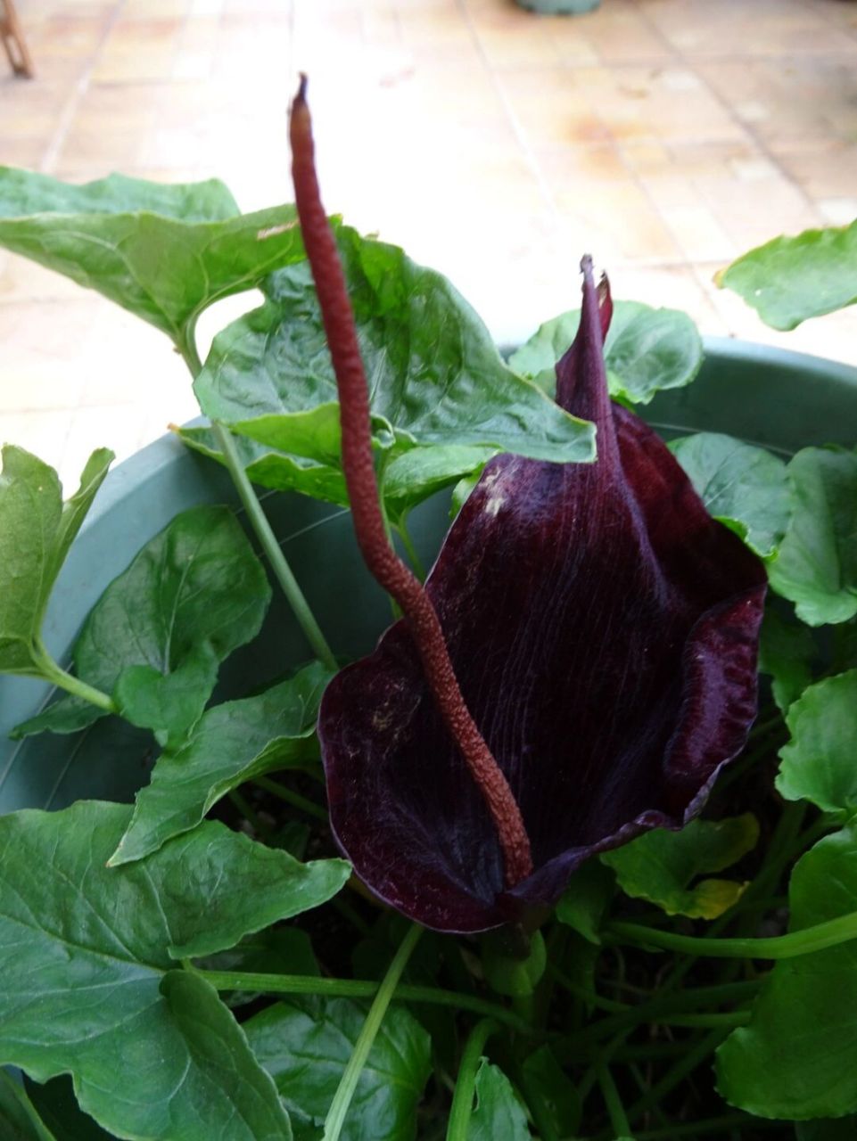 犁头尖,花香贼臭,粪味