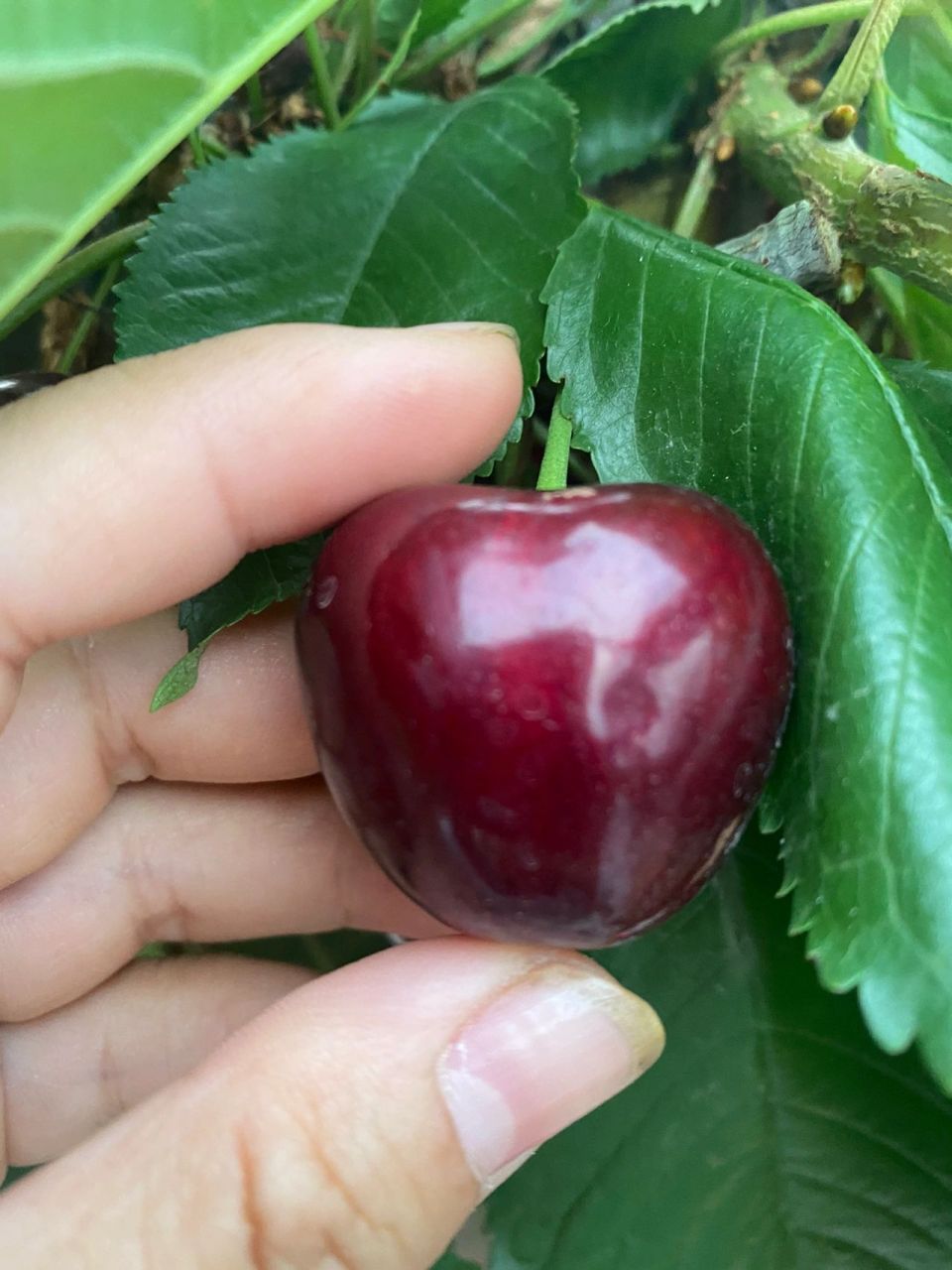 超赞的俄罗斯8号大樱桃 俄罗斯8号大樱桃简称俄8,个大,肉厚,汁水多