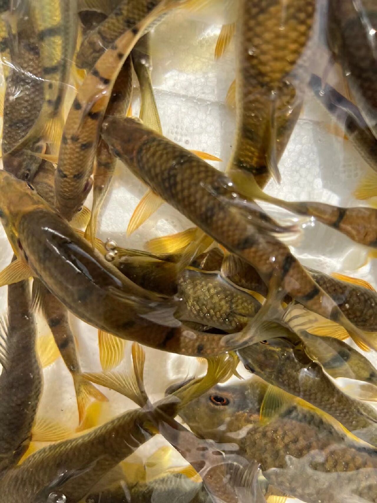 小溪淡水石斑鱼