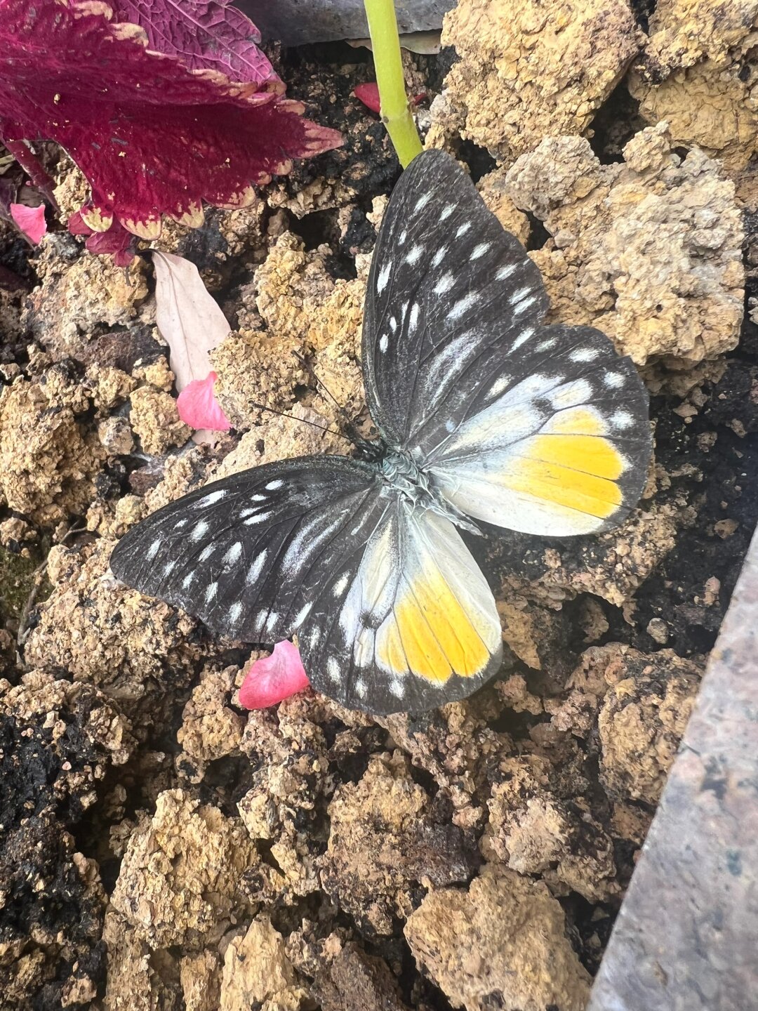 锯粉蝶雄蝶见过很多,雄蝶颜色也有很多不一样,第一次知道这个是锯粉蝶