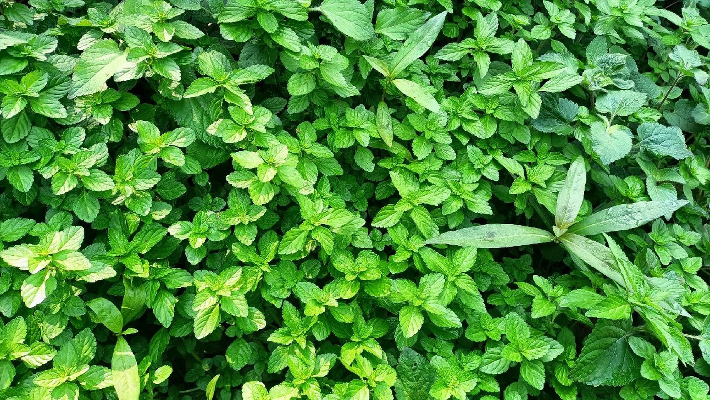 云南野生香香菜 云南野生香香菜,凉拌或者用来煮鸡蛋汤,有清热解毒的