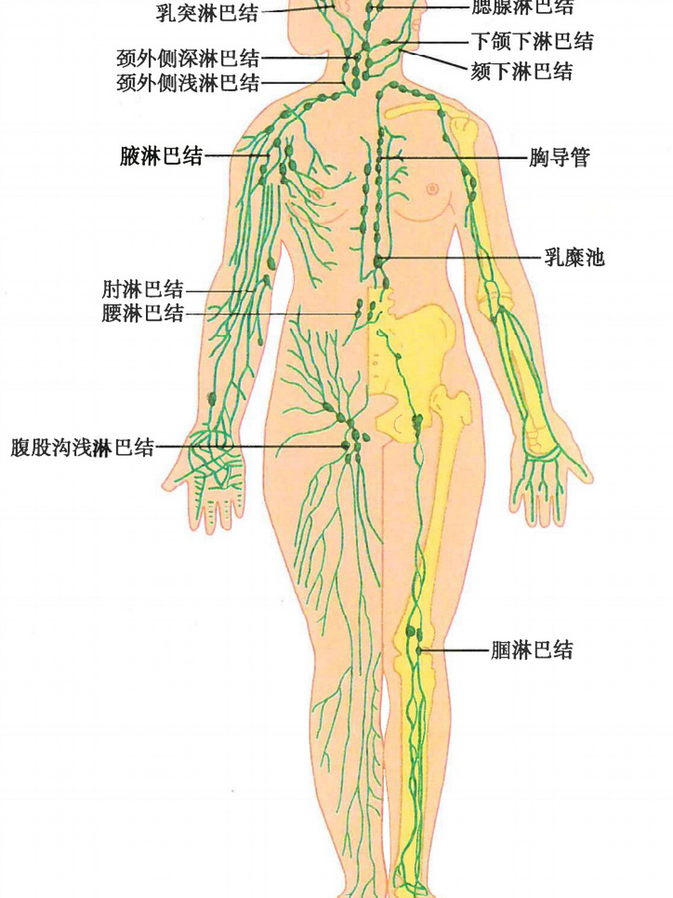 淋巴的生成及回流图图片