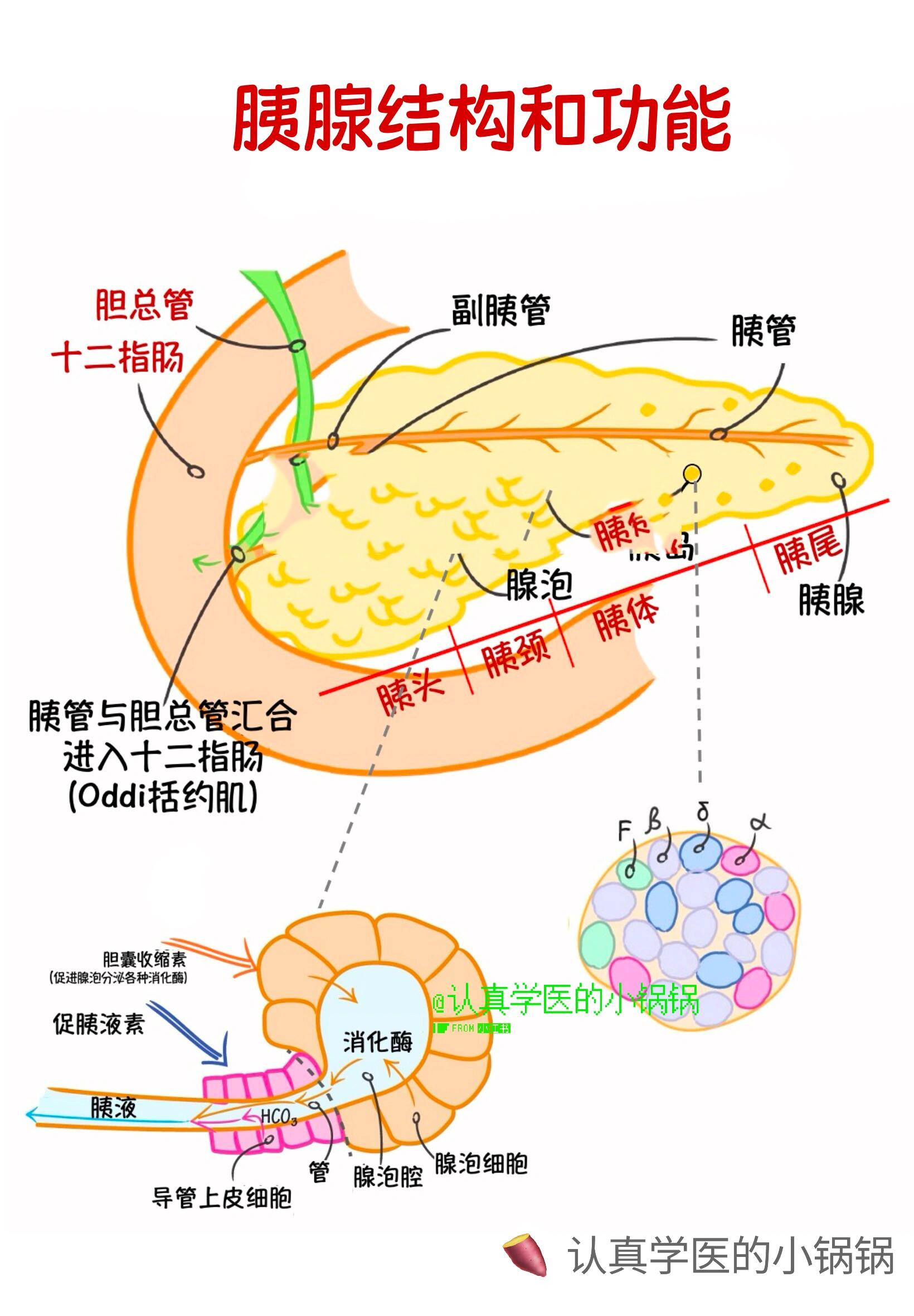 胰腺结构功能&胰腺炎 7915胰腺分为外分泌部和内分泌部两部分