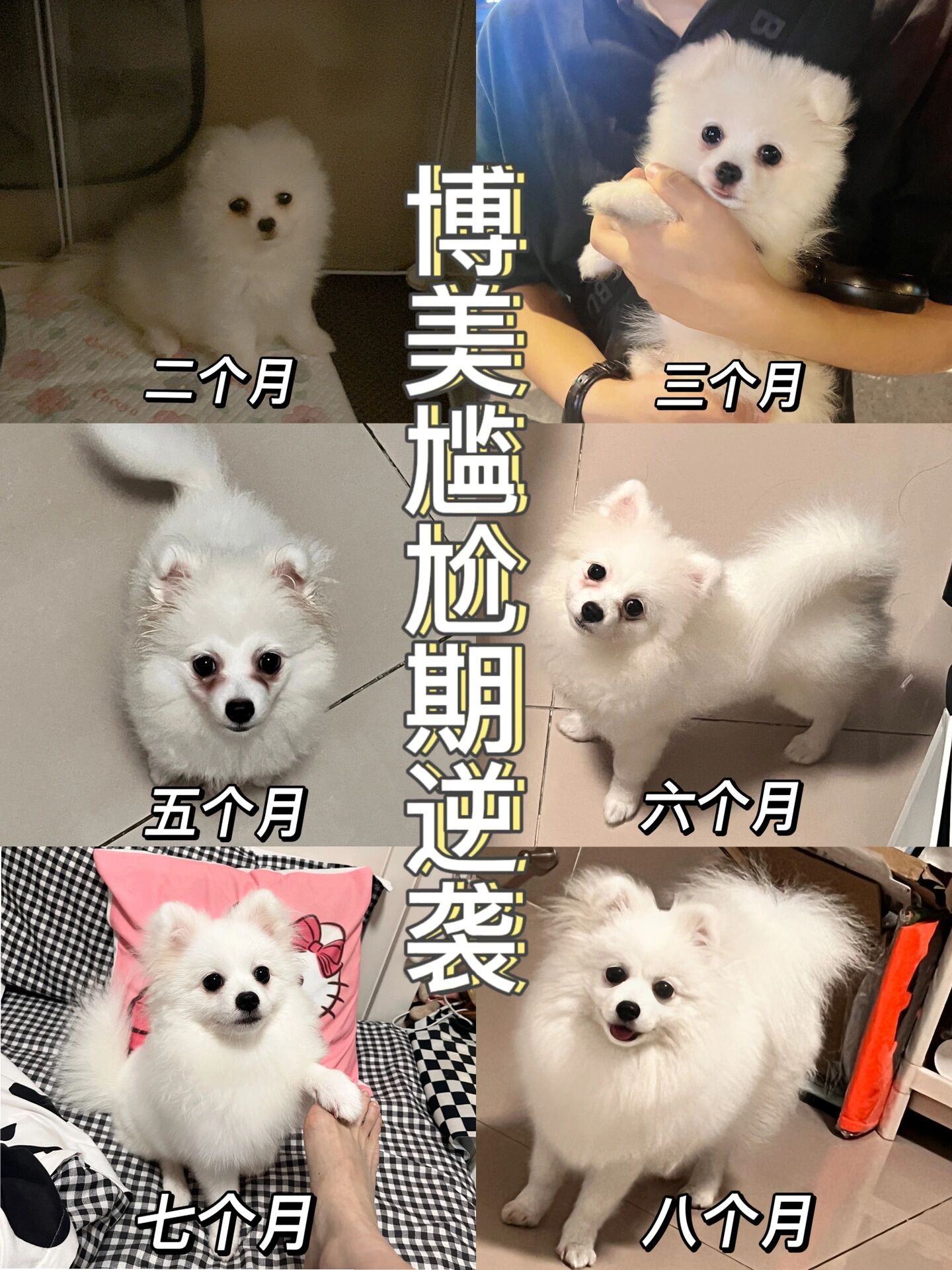 博美尴尬期不要扔越尴尬长大后越漂亮