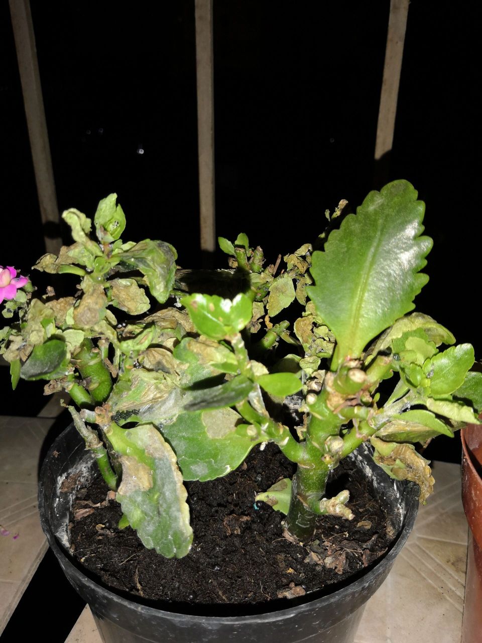 长寿花遭虫害后养护① 左滑帮我复活长寿花～经历过几场大雨后,虫子在