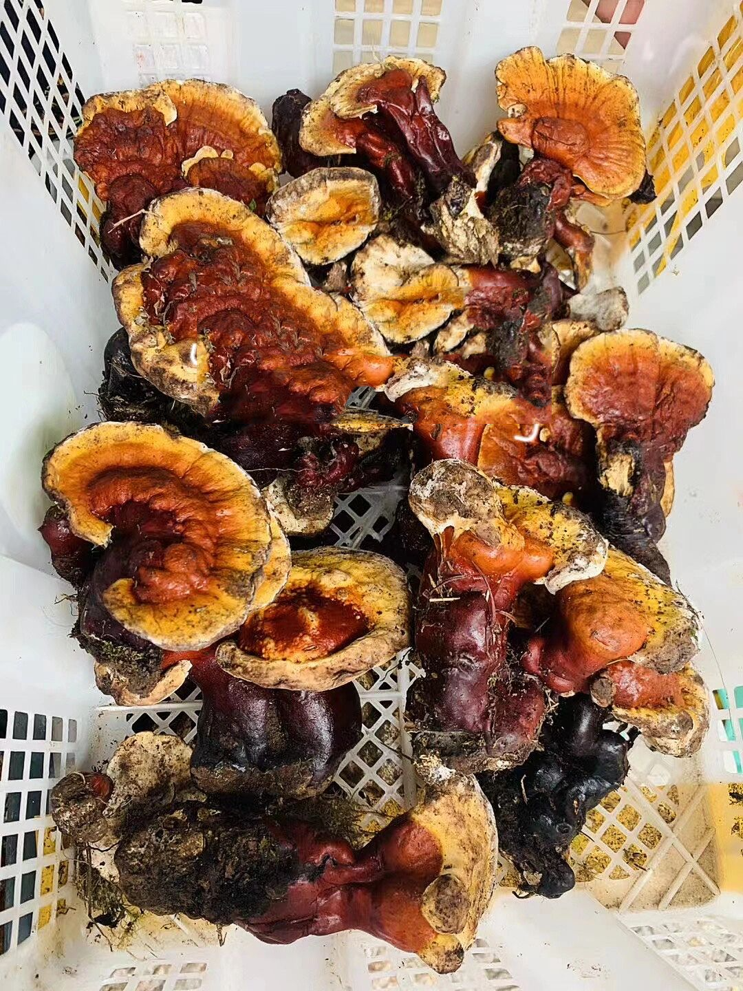 野生白灵芝 白灵芝又叫白心灵芝 表皮红67色,肉心白色,因此得名