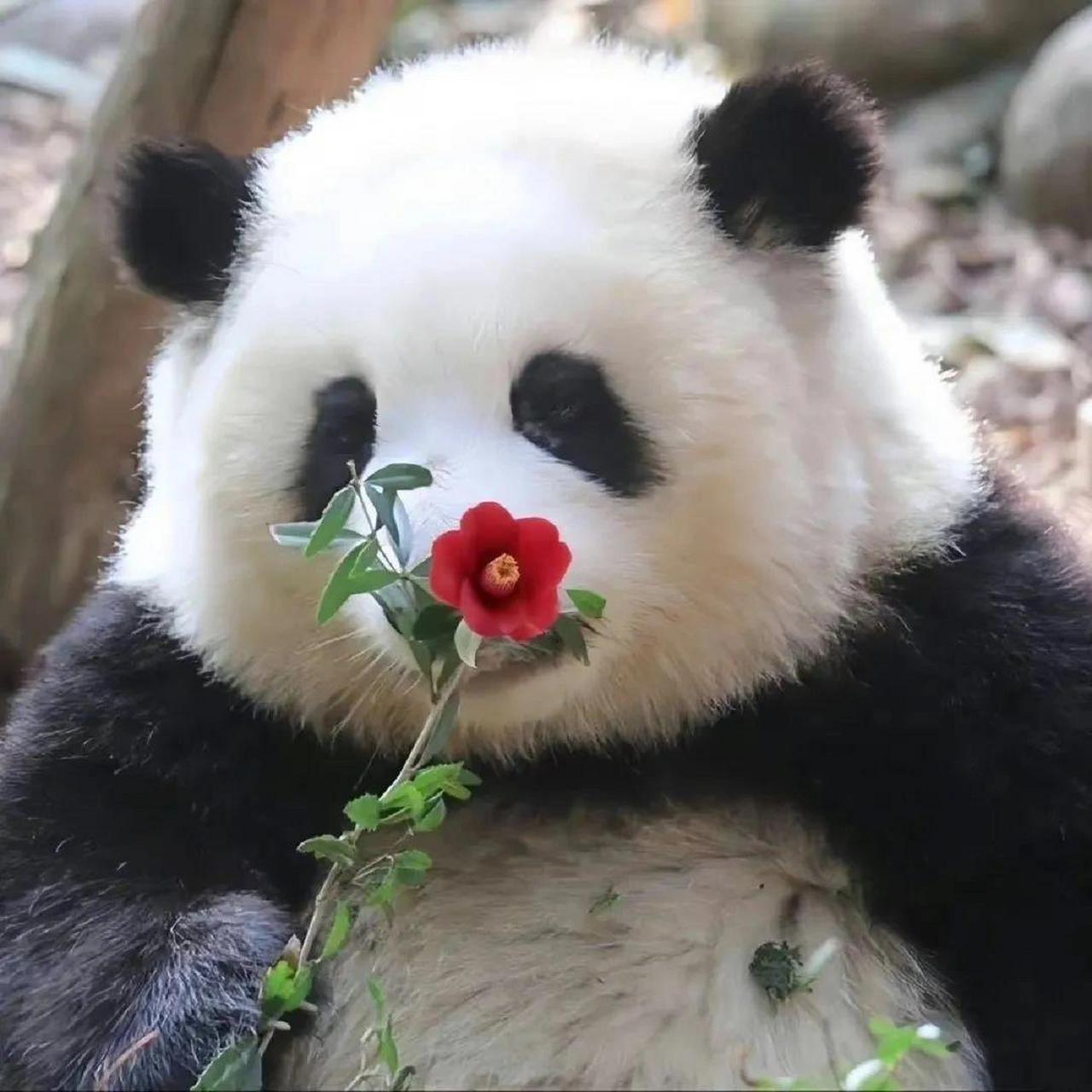 可爱的小熊猫呆萌图片