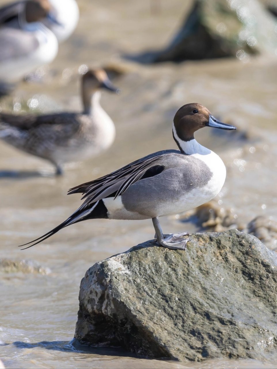 针尾鸭的中央尾羽特长延,像一根针,所以叫针尾鸭,体型很优美
