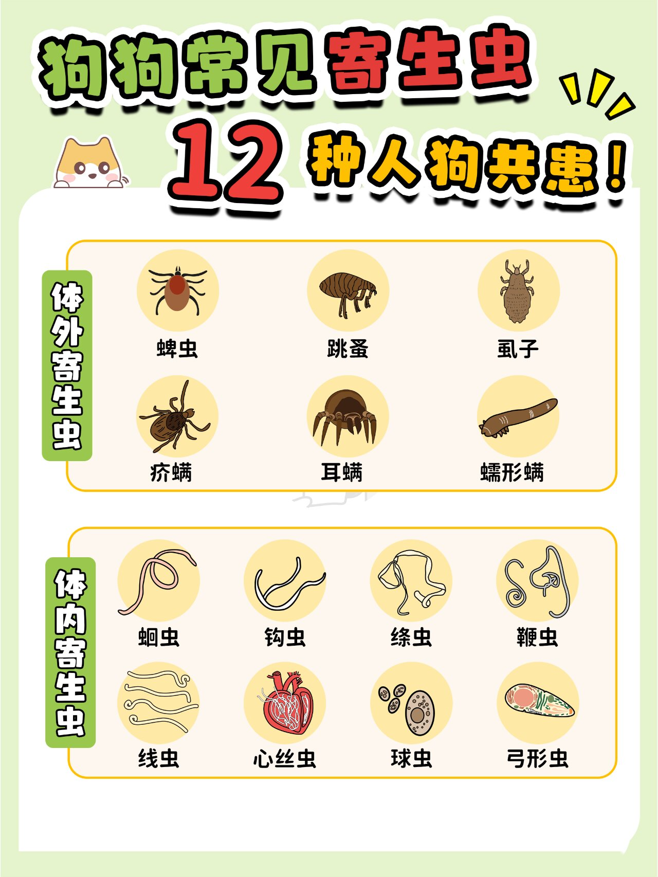 14种狗狗常见寄生虫图鉴!12种人狗共患