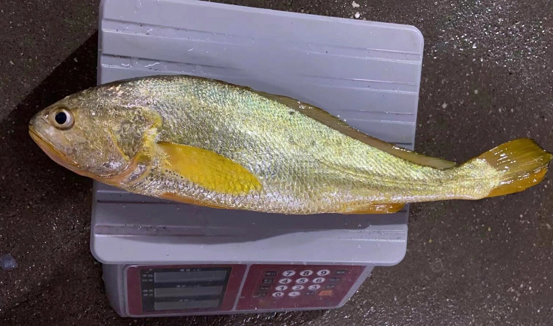 黄花鱼大金条 海钓野生黄花鱼,真正的金光闪闪,不是养殖黄鱼能比的