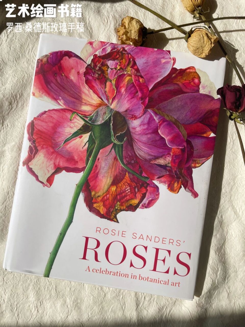 书籍推荐3661526615|《罗西·桑德斯的玫瑰》 92爱这玫瑰