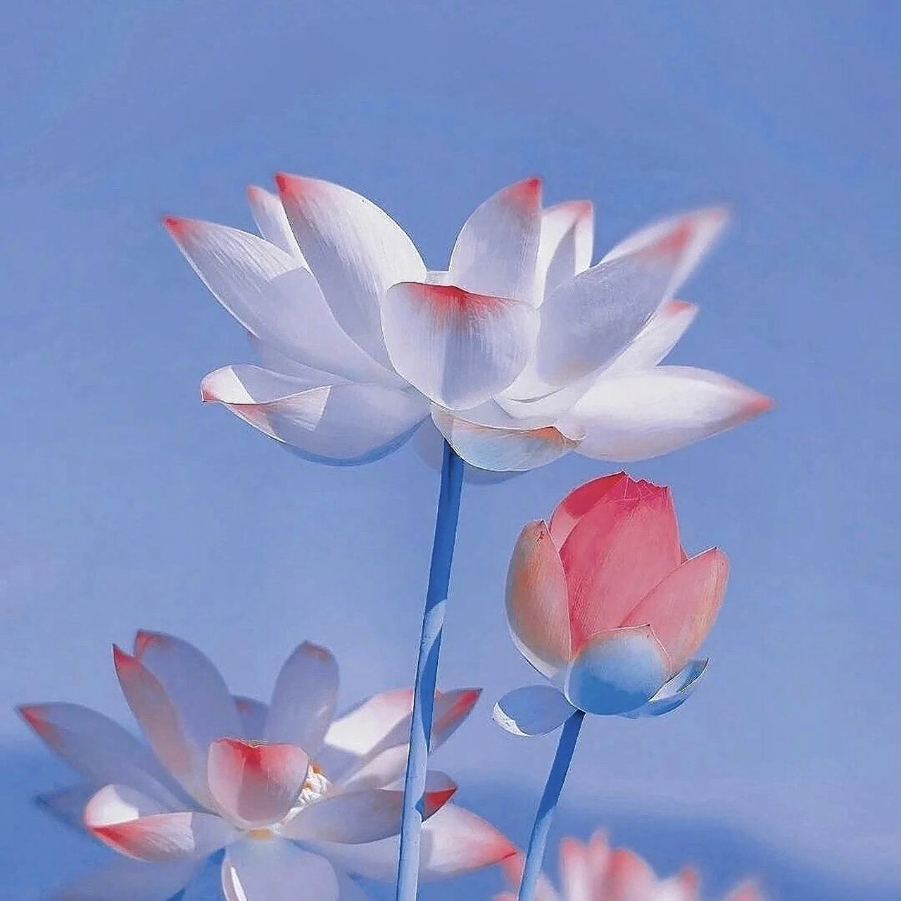 荷花头像来咯 想要清心寡欲吗   想要和长辈更进一步吗  想要和同龄人