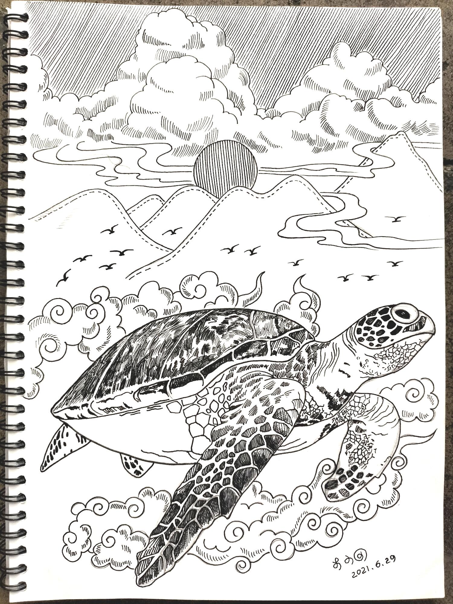 线描插画海龟
