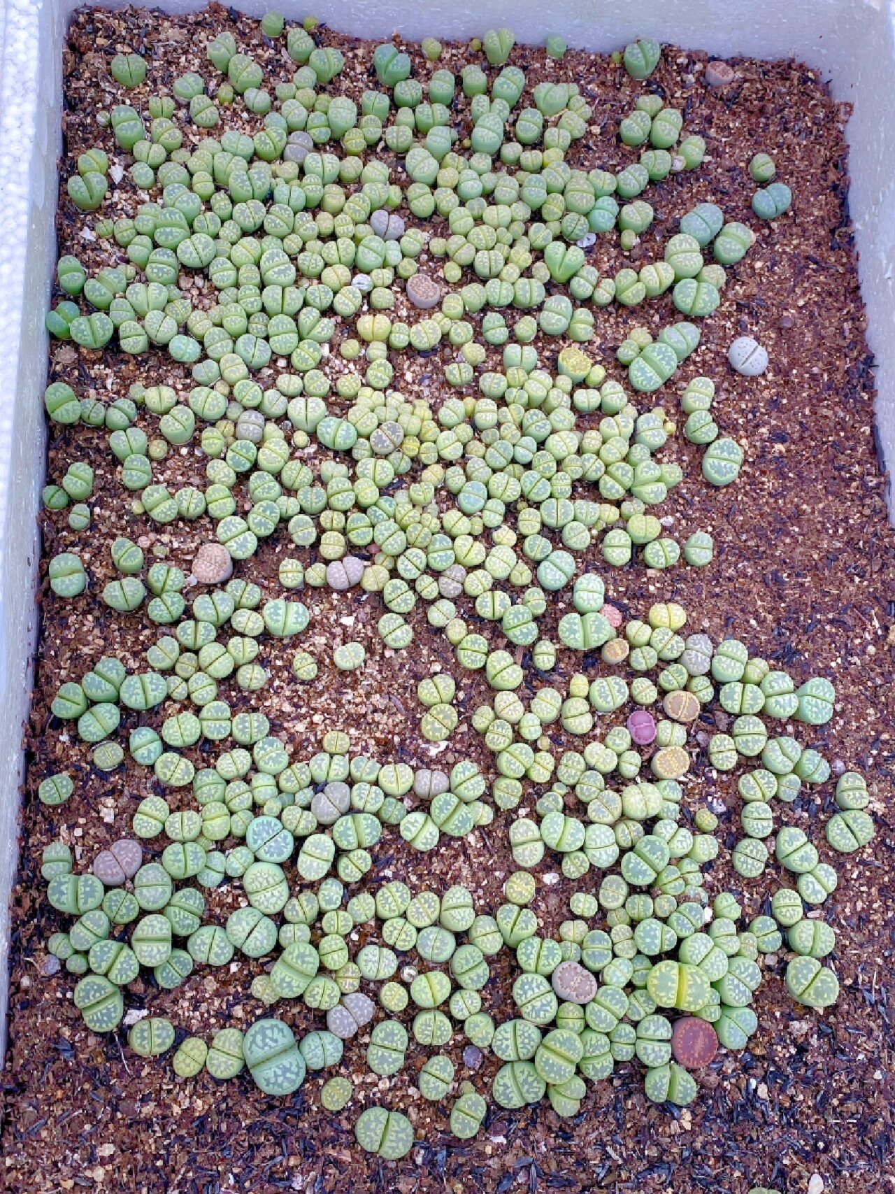 生石花基地批发 量大价优 黄巴黎 红大内  捷克宝石 菊化石 荒c262 荒