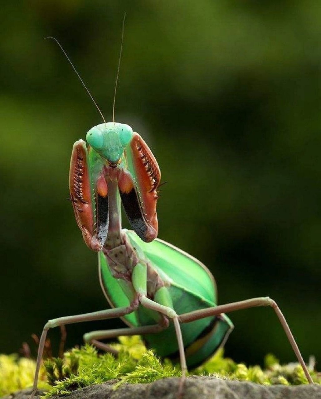 螳螂的学名图片