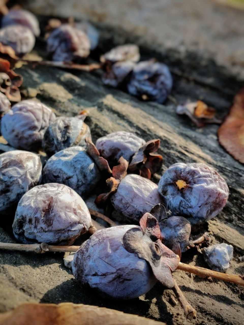 野生软枣图片 小气候冬季的美味,贫穷的年代都是用玉米换呢,不讲卫生