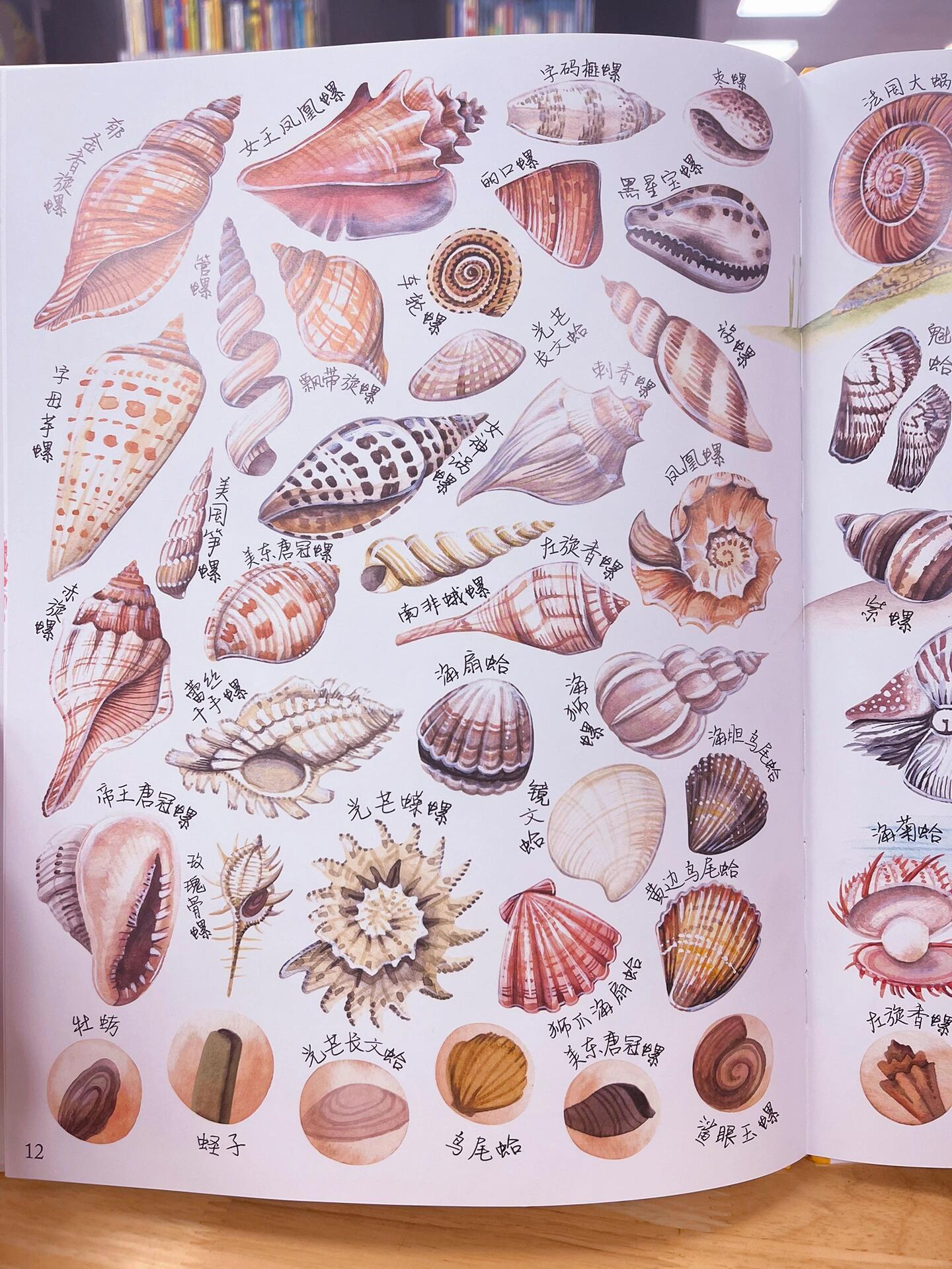 大自然美学|贝壳图鉴 钙质的贝壳90,守护者软体动物的身体,他们为