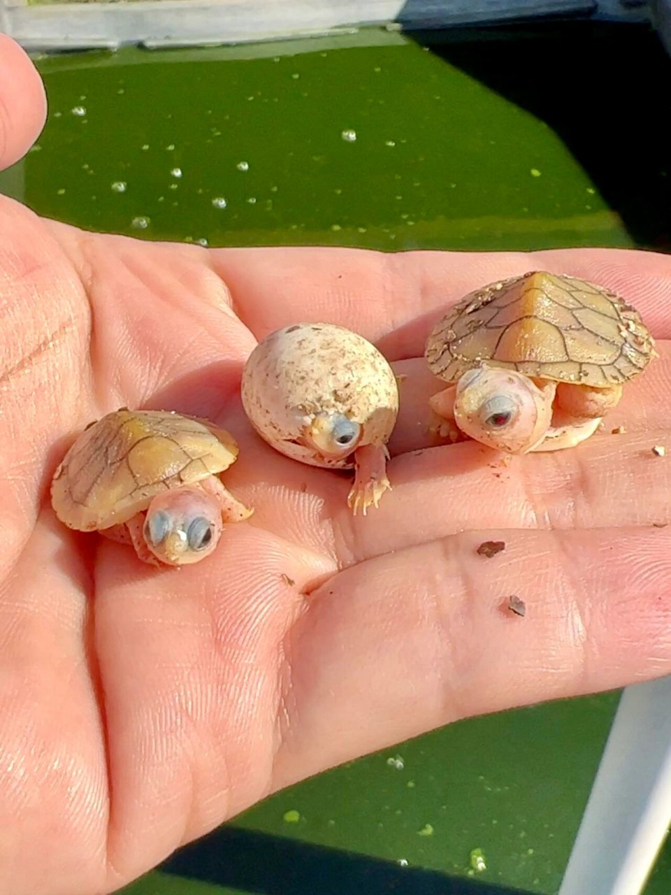焦糖和粉雪巴西龟 第一年孵化出了三只小焦糖和一只小粉雪巴西龟.
